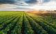 Perstorp enters fertilizer market with chloride-free potassium product