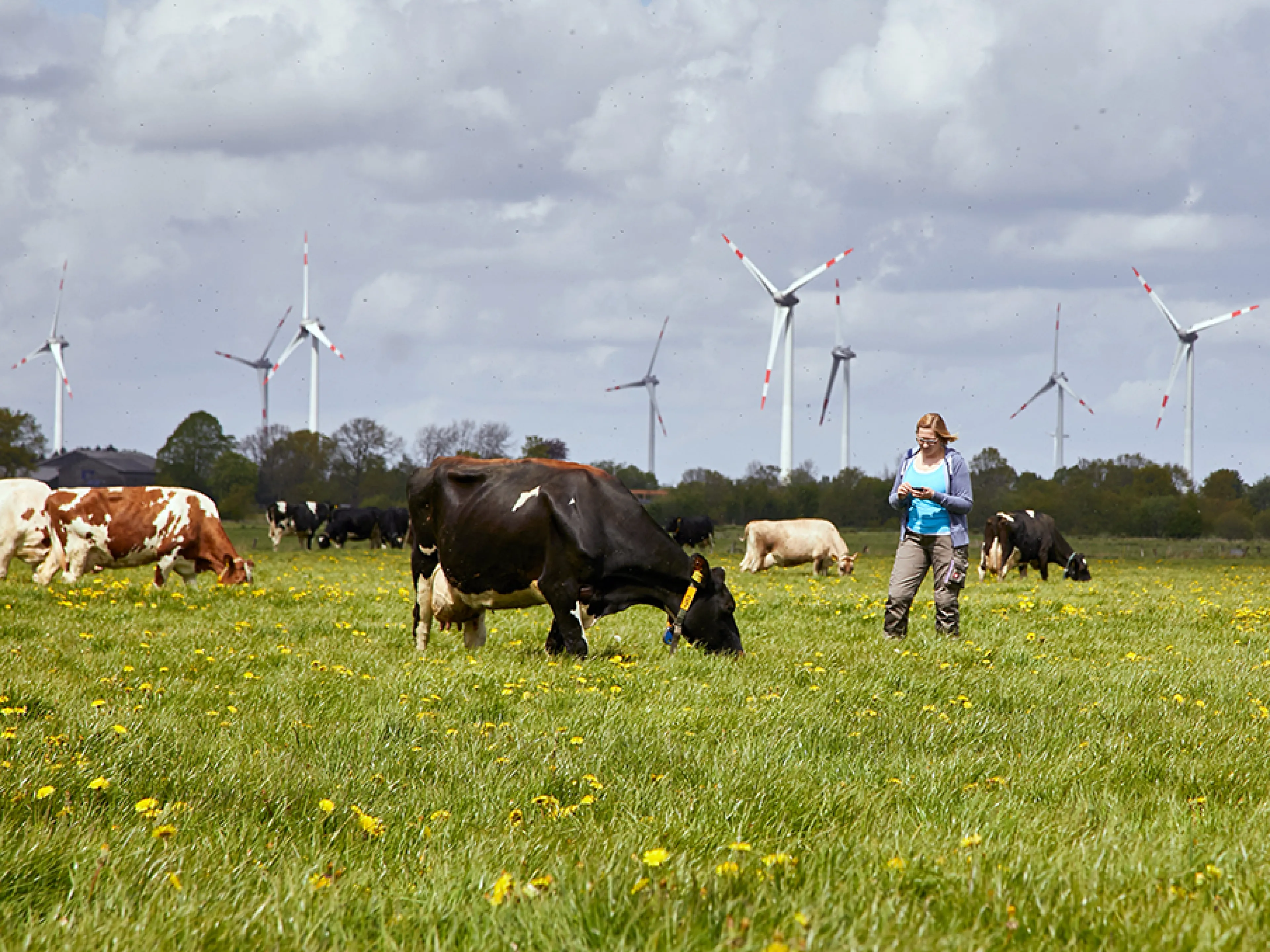 The Arla dairy cooperative will celebrate its 25th anniversary in 2025, Photo: Arla The Arla dairy cooperative will celebrate its 25th anniversary in 2025