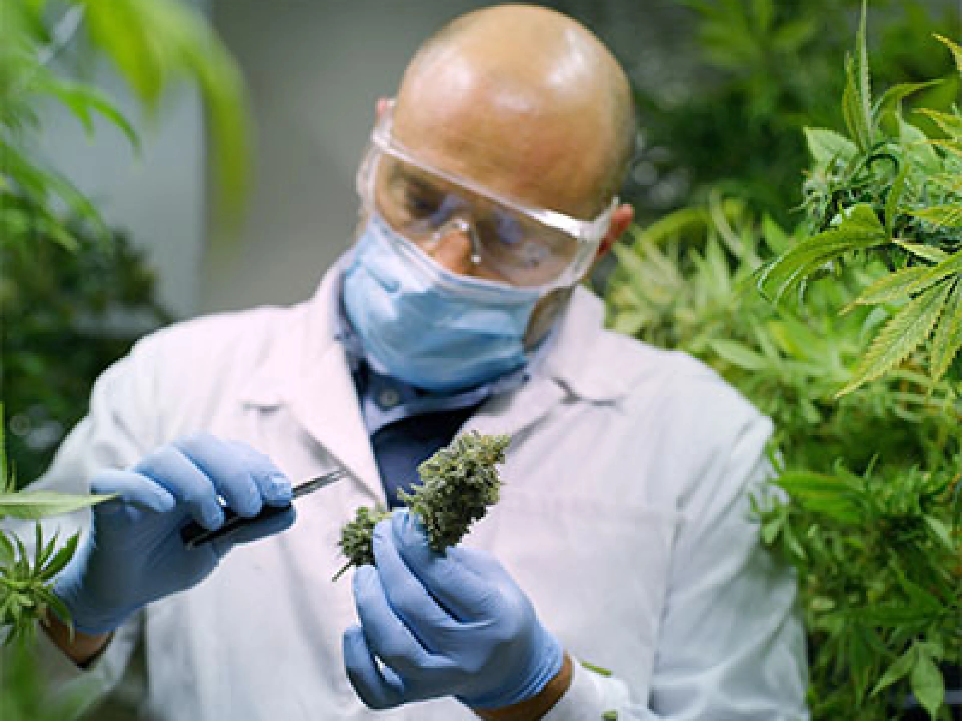 Medical cannabis