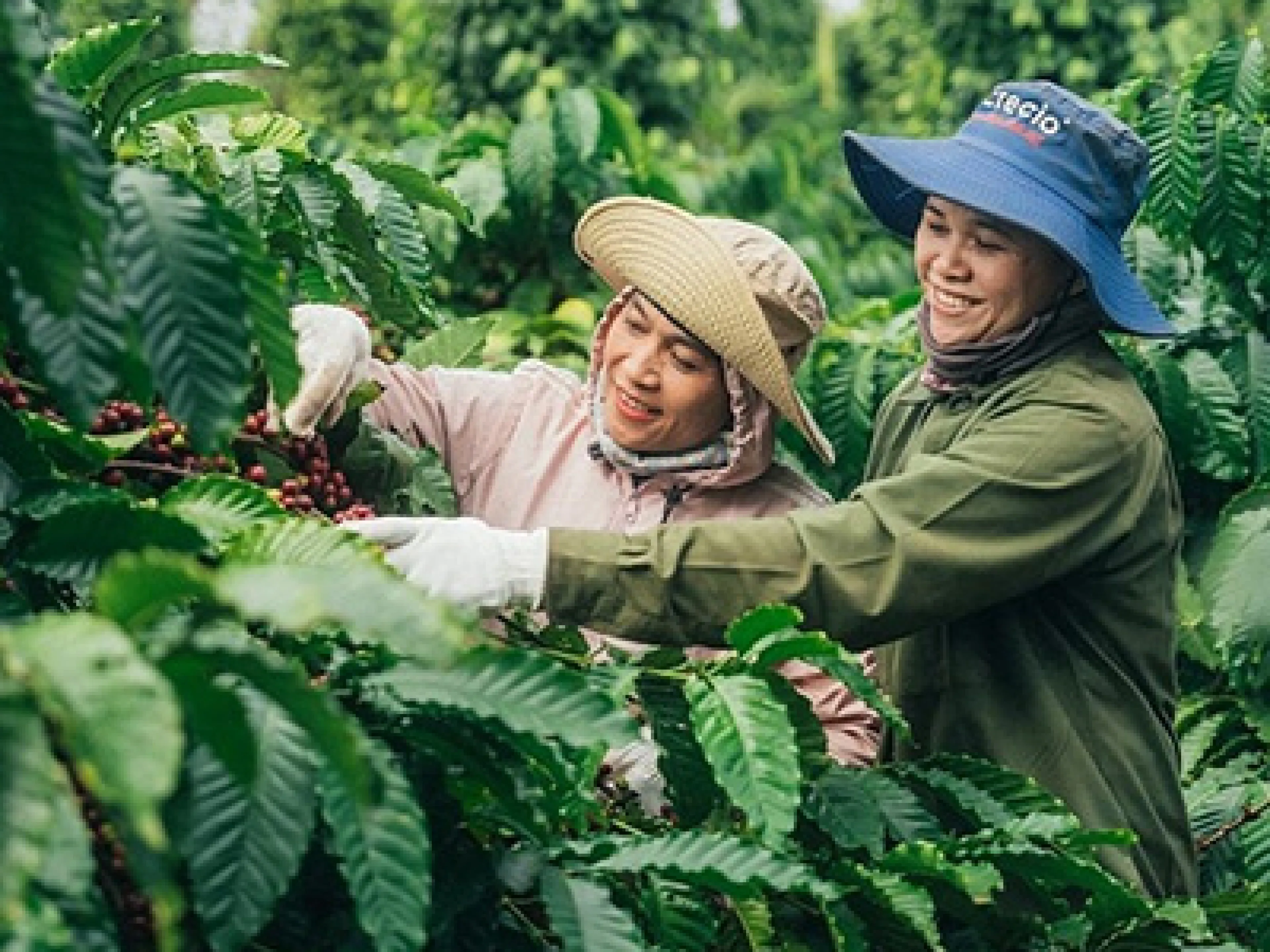 Women picking coffee beans