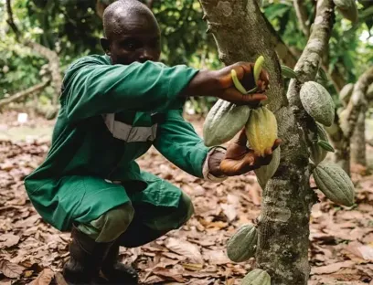 Nestlé's R&D experts have developed a patented technique that allows all parts of the fruit inside the cocoa pod to be used, Photo: Nestlé Nestlé's R&D experts have developed a patented technique that allows all parts of the fruit inside the cocoa pod to be used